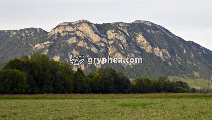 Pli de la Savoyarde (Massif des Bauges, Savoie, France) - gryphea.org